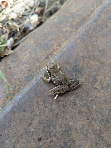 Wood Frog observed by thornt608
