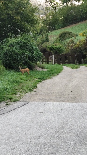 Western Roe Deer