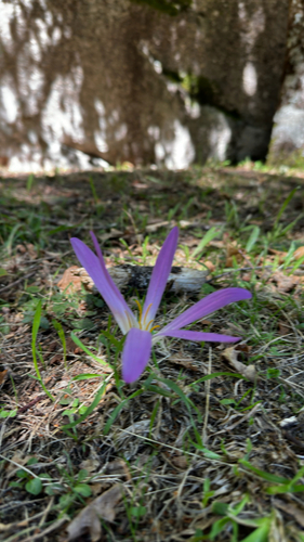 False Meadow Saffron