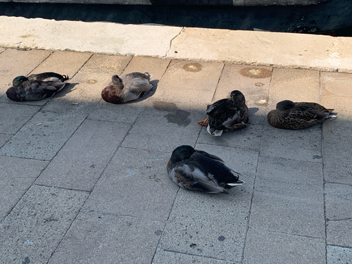 Mallard