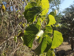 Amphilophium