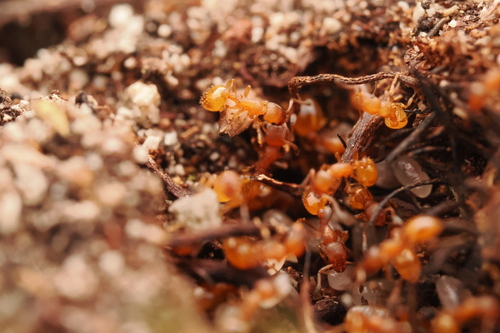 Temnothorax interruptus