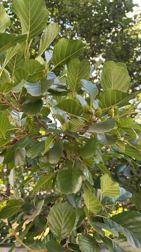 common alder