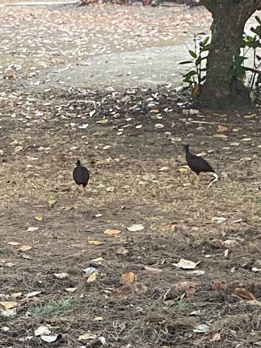 Orange-footed Scrubfowl