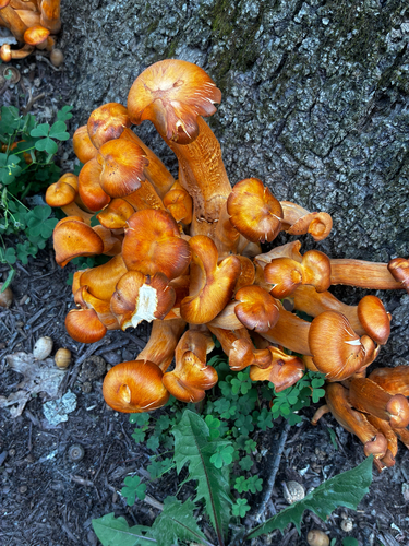 Eastern American jack-o'-lantern