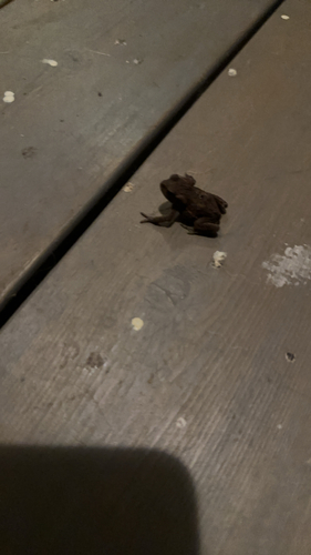 European Toad