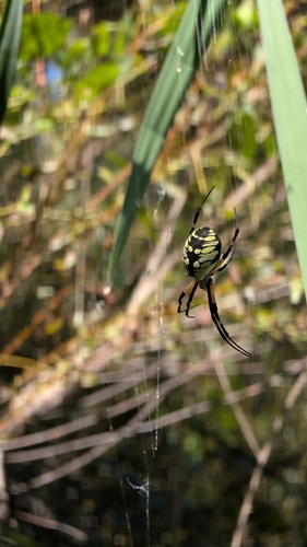 Yellow Garden Spider