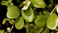 Bridelia cathartica melanthesoides