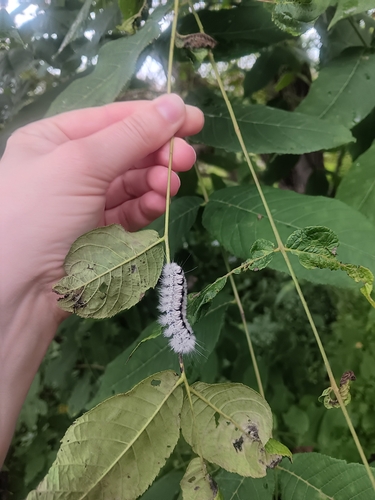 Hickory Tussock Moth