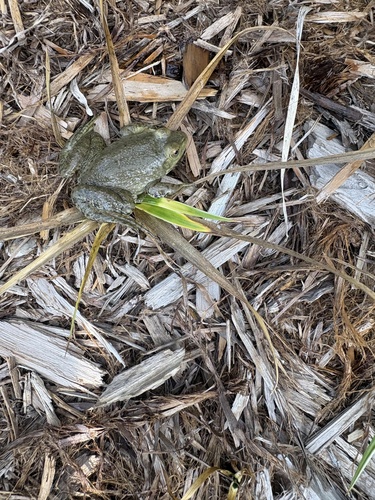 American Bullfrog