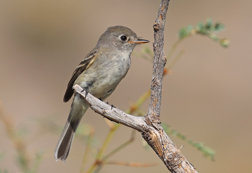 Dusky Flycatcher