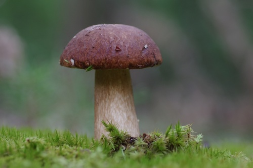 King Bolete