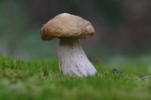 King Bolete