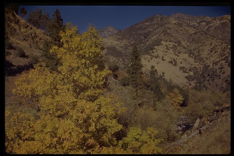 oregon ash (Trees & Shrubs of the Sunol Region - BioBlitz ...