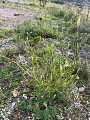Reseda luteola, photograph 3