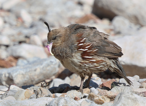 Gambel's Quail