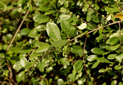 Bridelia cathartica melanthesoides