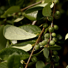 Bridelia cathartica melanthesoides