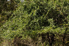 Bridelia cathartica melanthesoides