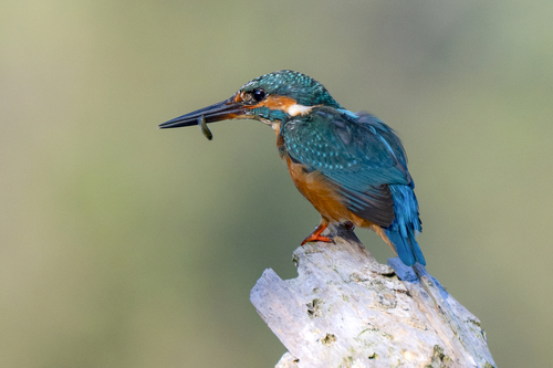 Common Kingfisher