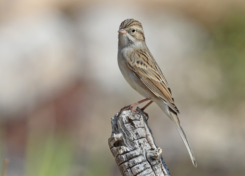 Brewer's Sparrow