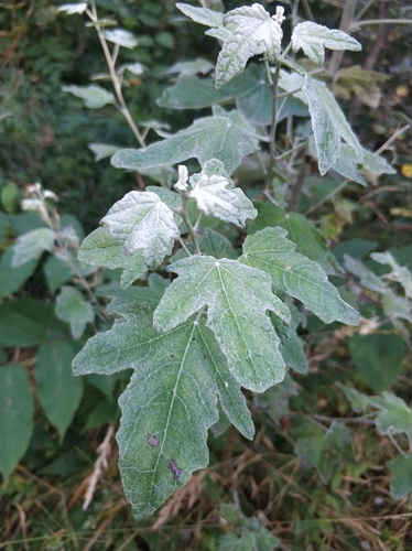 Наблюдение на iNaturalist