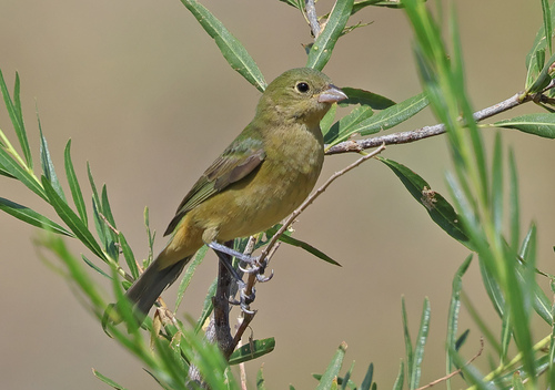 Painted Bunting