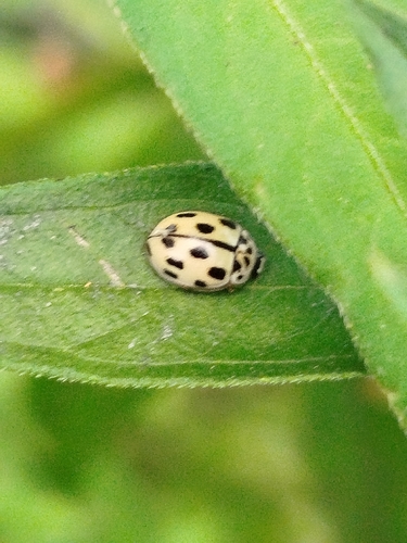 Fourteen-spotted Lady Beetle