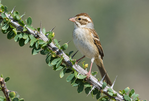 Clay-colored Sparrow