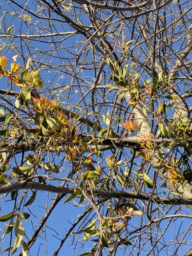 Dendrophthoe vitellina, photograph 4