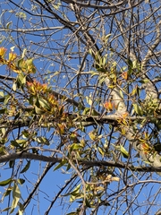 author not stated, no rights reserved Dendrophthoe vitellina, photograph author not stated, no rights reserved