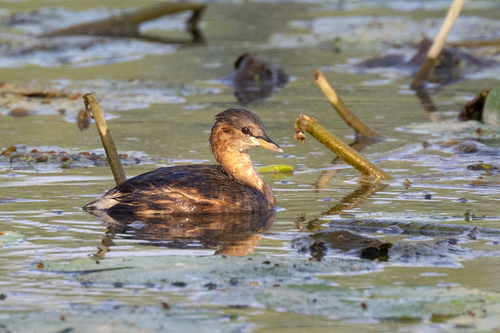 Little Grebe
