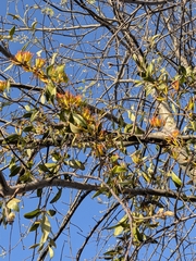 author not stated, no rights reserved Dendrophthoe vitellina, photograph author not stated, no rights reserved