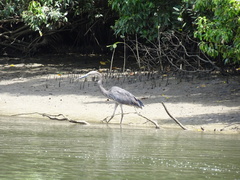 Ardea sumatrana