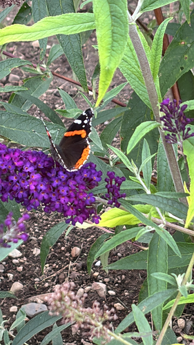 Red Admiral