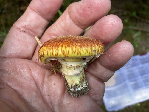 Western Painted Suillus