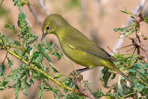 Orange-crowned Warbler