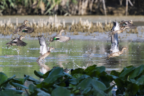 Green-winged Teal