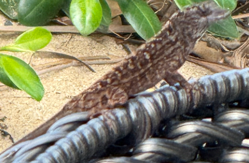 Anolis sagrei observed 2026-09-15