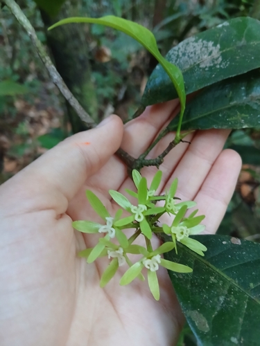 Sagotia racemosa, 2026-09-15