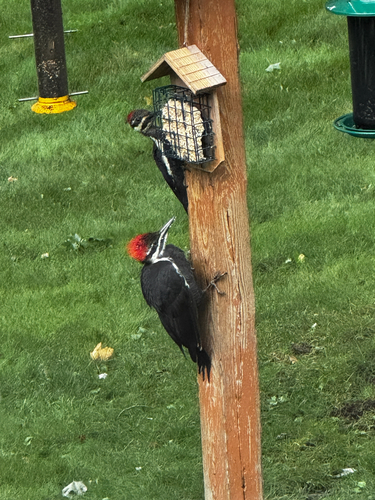 Pileated Woodpecker observed by bentleysmom78