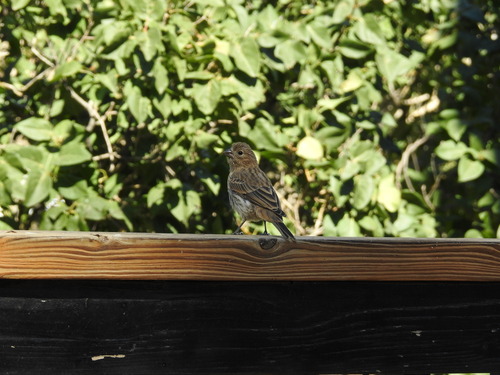 House Finch