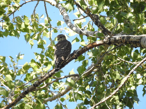 Merlin