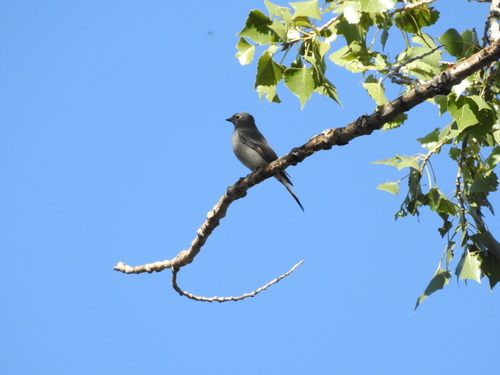Townsend's Solitaire