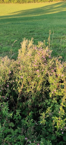 Great Willowherb