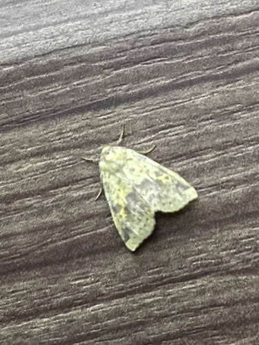 Pink-barred Sallow