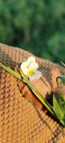 European field pansy