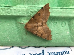 Odontopera bidentata