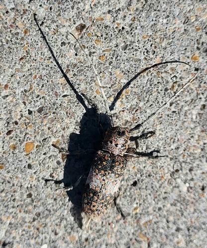 Mesquite Girdler