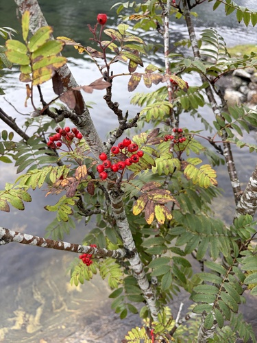 European mountain ash